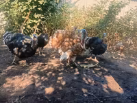 Turkeys — 写真 1
