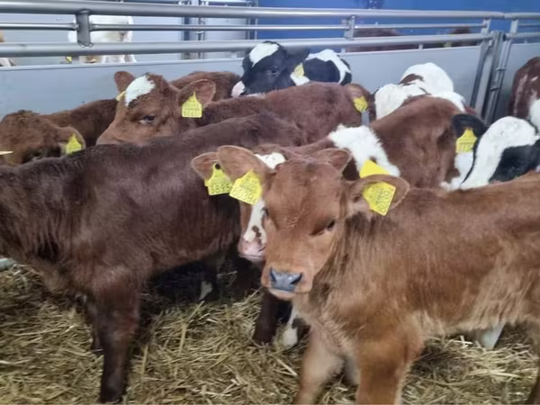 أبقار (دفعة، الجنس غير محدد), Simmental cattle