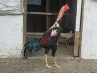 Chickens — عکس 1