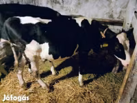 Lembu betina, Russian Black pied cattle — foto 1