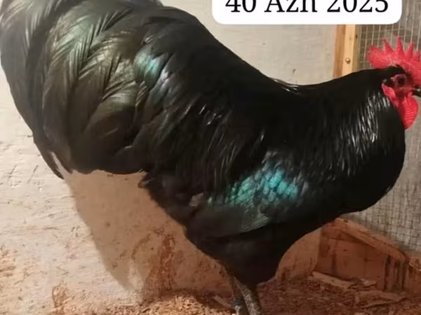 Australorp