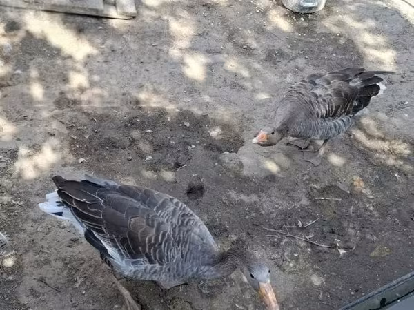 Geese — Hungary