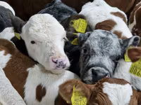 Bovine (lot, sex nespecificat), Simmental cattle — foto 2