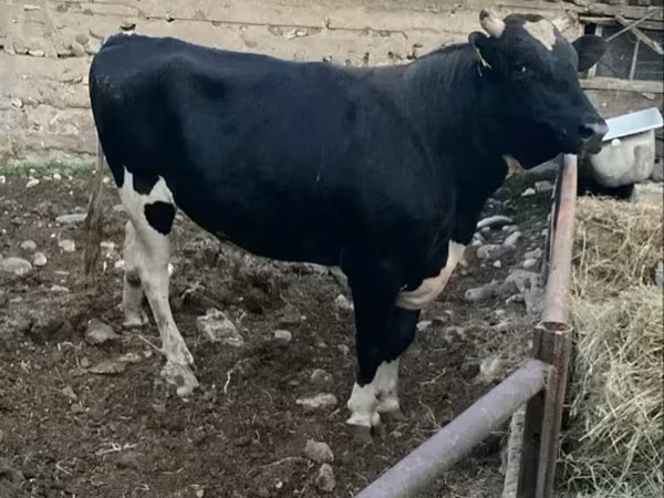 Bull, Holstein breed — Armenia