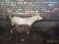 Ziegenbock, Ziegen — Foto 2