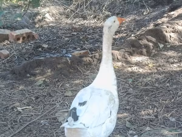Geese