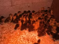 Német Pekin — 3. fotó