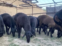Vædder, Blackheaded Persian sheep — foto 4
