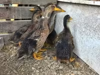 Ducks — 3. fotó