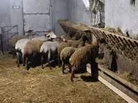 Pecora, Pecore — foto 2