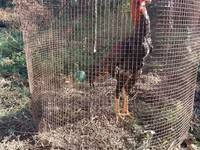 Chickens — photo 2