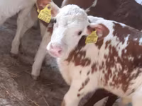 Бик, Simmental cattle — снимка 2