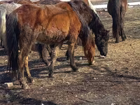 Kobila, Kazakh horse — fotografija 1