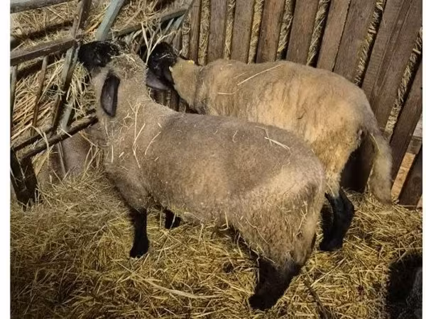 Ram, White Suffolk sheep — Hungary