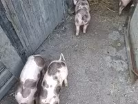 หมูป่าตัวผู้, Пьетрен — รูปภาพ 2