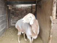 قوچ, Arashan sheep — عکس 3