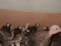 Turkeys — عکس 3