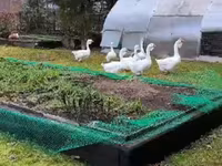 Geese — zdjęcie 2