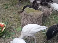 Turkeys — sawirka 4