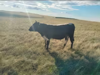 Lembu betina, Russian Black pied cattle — foto 4