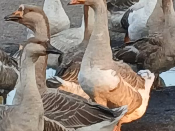 Geese — Kyrgyzstan