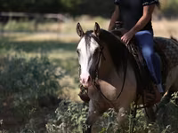 Mare, Quarter Horse — photo 6