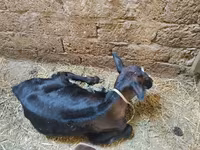 Mucca, Aberdeen Angus — foto 3