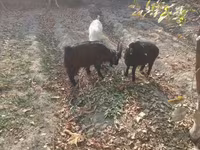 Kambing betina, Goats — foto 3