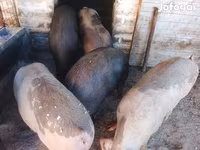 Schweine (Partie, Geschlecht nicht angegeben), Schweine — Foto 4