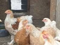 Brahma — foto 3