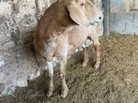 Ovan, Arashan sheep — fotografija 1