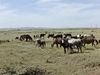 Faras dhaddig, Horses — sawirka 1