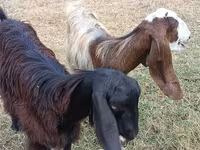 Ямаа, Damask goat — 2 зураг
