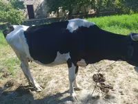 گاو ماده, Russian Black pied cattle — عکس 2