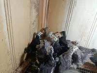 Chickens — 写真 2