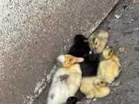 Ducks — φωτογραφία 1