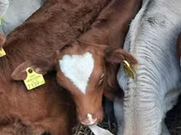 گاو نر, Simmental cattle — عکس 2