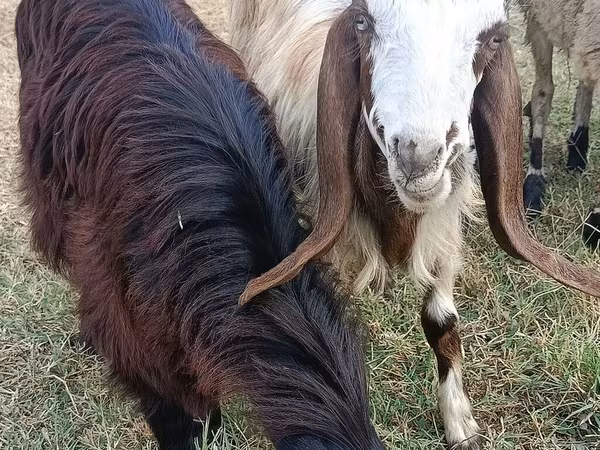 Capră, Damask goat