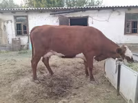 Vaca, Latvian Blue cattle — foto 7