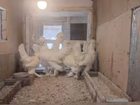 Chickens — foto 5