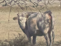 암소, Latvian Blue cattle — 사진 2