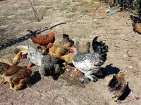 Chickens — عکس 1