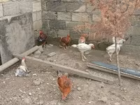 Chickens — Foto 4