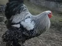 Brahma — foto 5