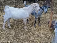 Ziegenbock, Ziegen — Foto 4