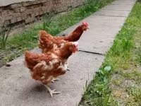 Chickens — fotografija 1