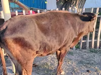 Vacă, Bovine — foto 8