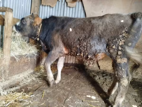 Bull, Cattle — Azerbaijan