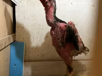 Chickens — 사진 1