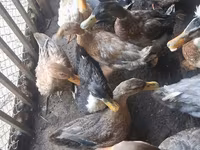 Ducks — foto 1